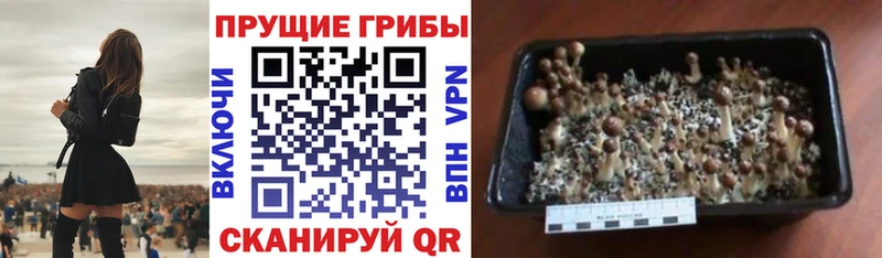 Псилоцибиновые грибы мухоморы Асино
